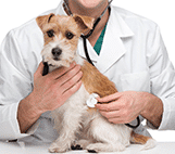 Um médico veterinário de jaleco branco segura um cão pequeno, marrom e branco, usando um estetoscópio para ouvir seu coração